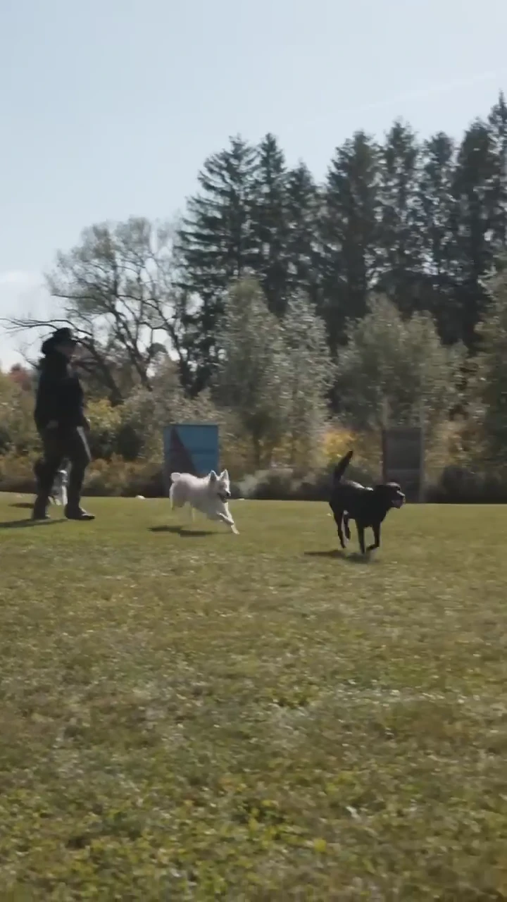 A white dog and a black dog running across the centre’s grass field with a handler nearby