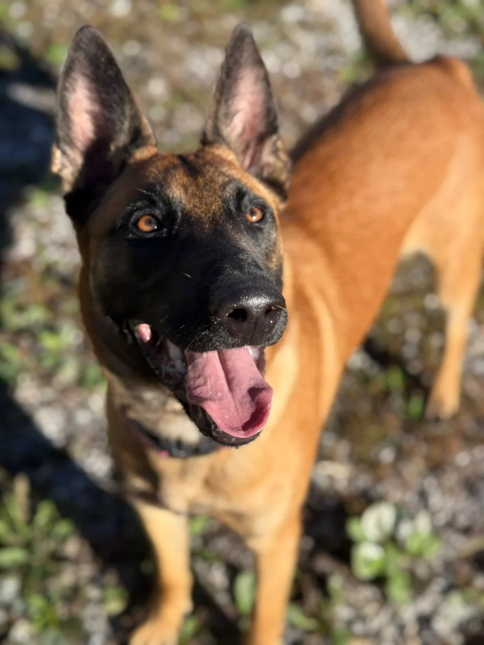 A dog staying at the centre