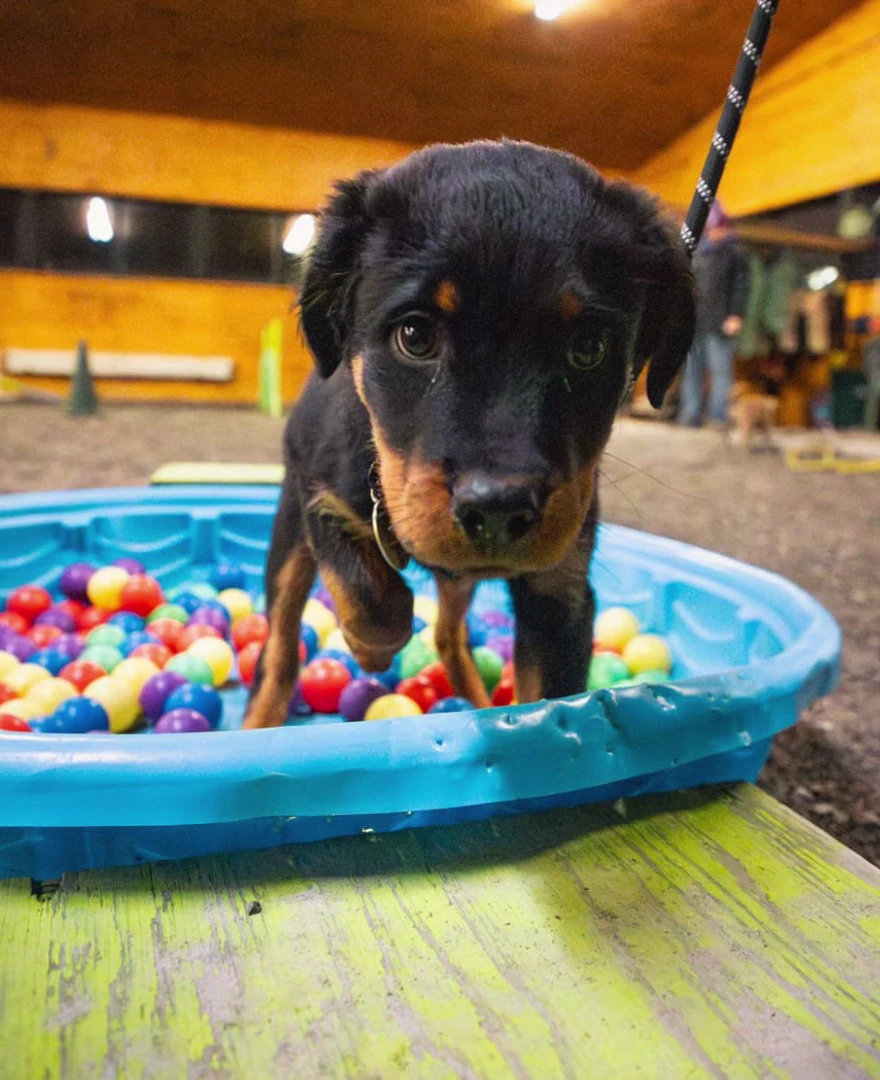 Small black-and-tan puppy exploring a blue pool filled with colourful balls