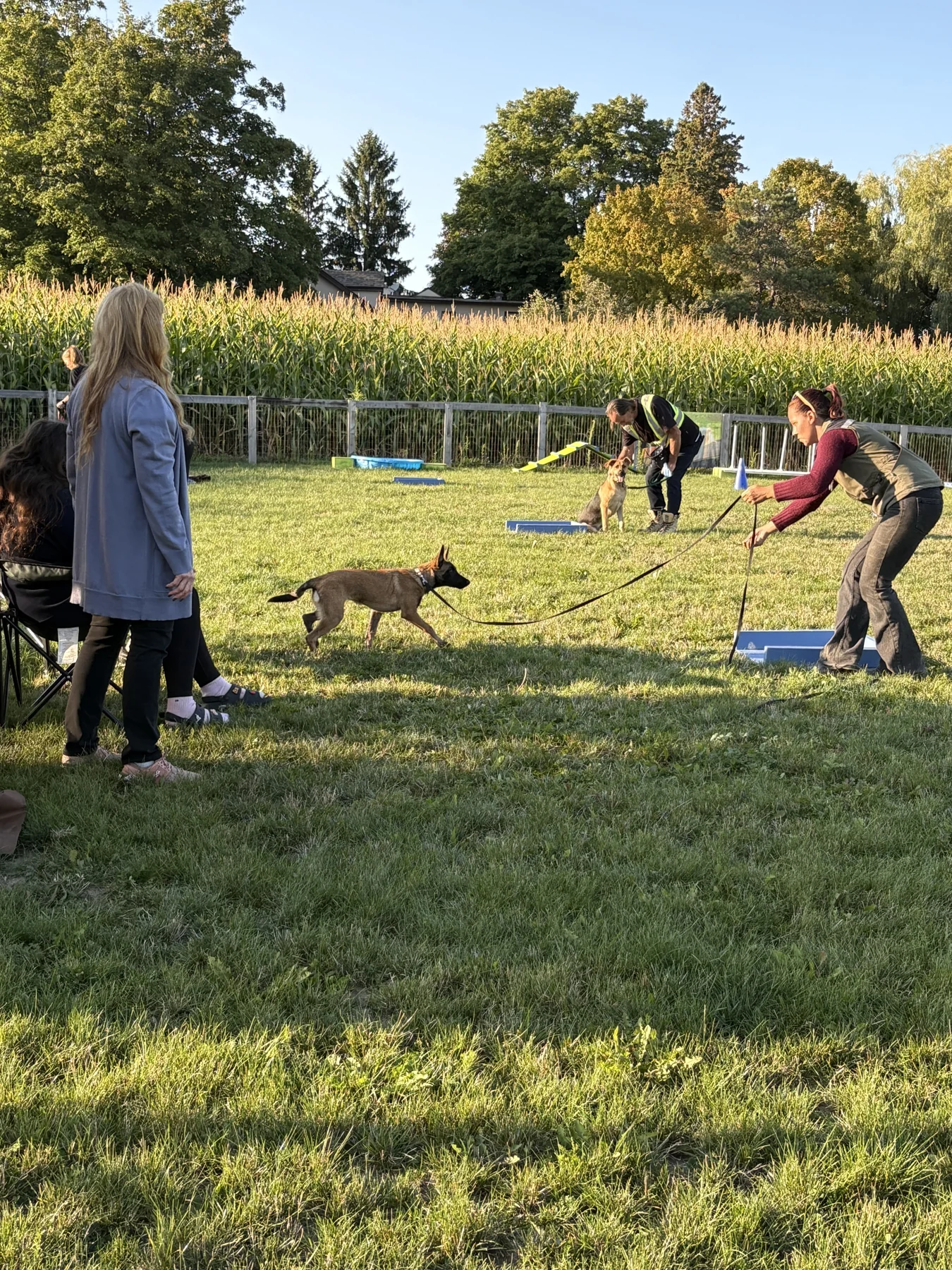 Puppy school class: puppies and their owners practising together on the outdoor field